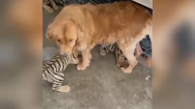 Funniest Animals - Best Of The 2021 Funny Animal Videos #74