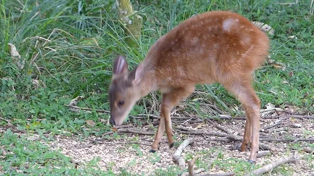 The life of the Deer up close. "The beauty of nature".