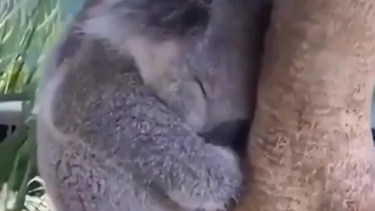 How a koala sleeps 🥰