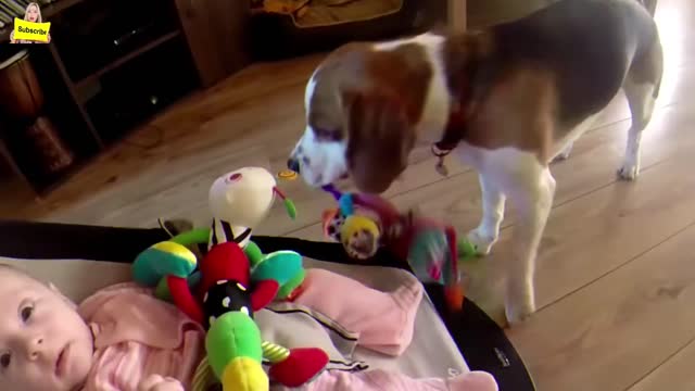 Funny Video | Dog left alone with the baby - a hidden cam