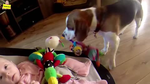 Funny Video | Dog left alone with the baby - a hidden cam