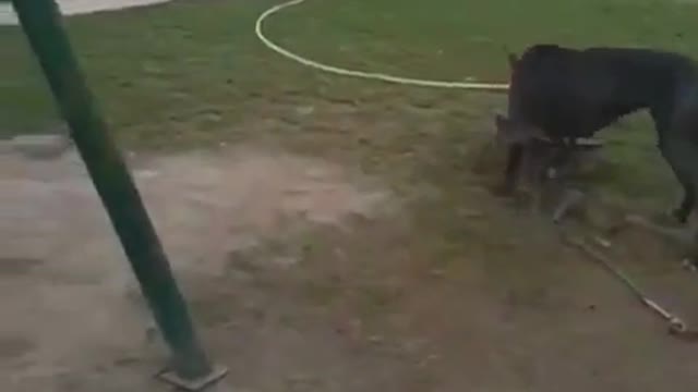 Funny animal video