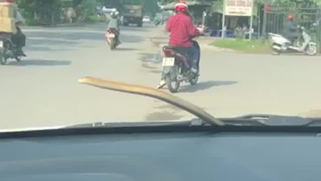 Snake crawls on car window glass