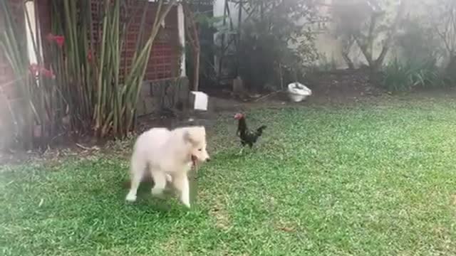 Super fun playtime between dog and chicken best friends