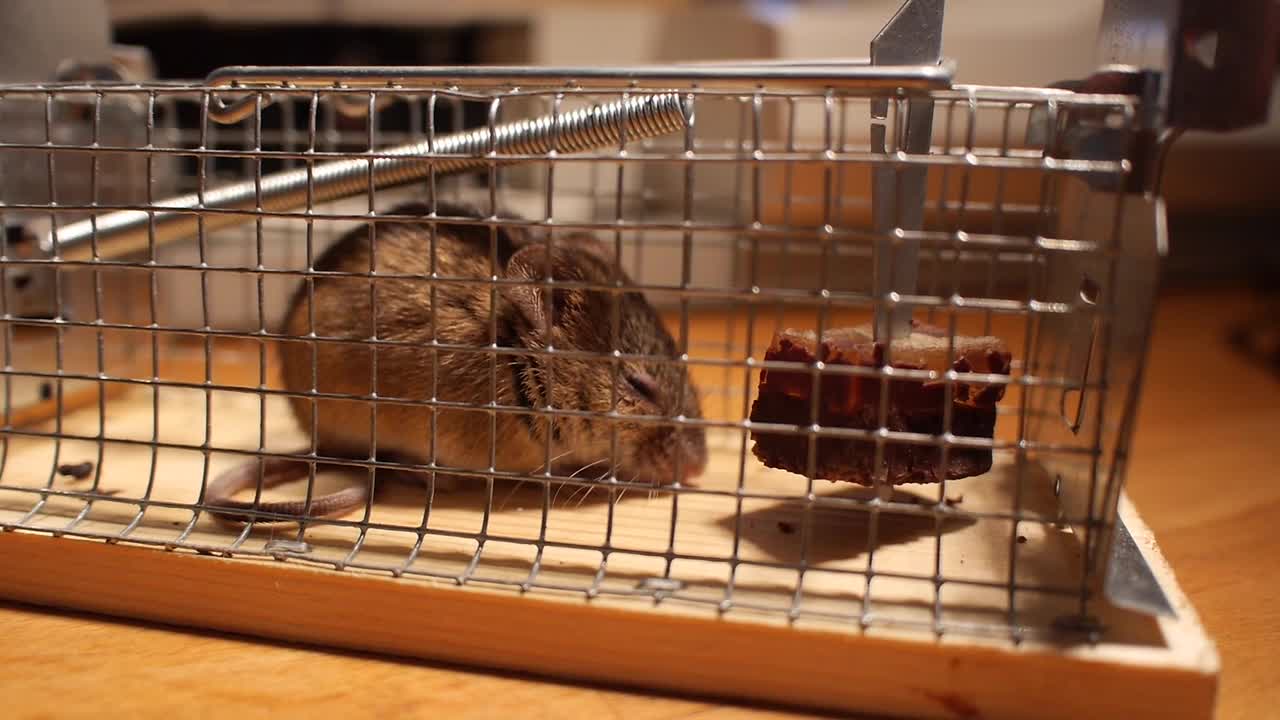 Sweet Mouse Cage