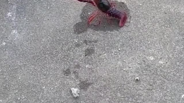 Cat 🆚 Lobster Funny video