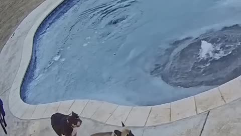 | Women save The puppy Dog In Frozen Pool |#viral #trending #Doghub