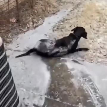 Aww Animals!! Cute And Funny Dogs Cats Videos Compilation #shorts