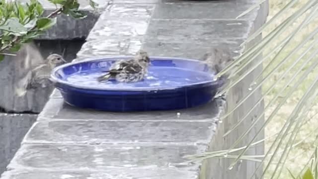 Playful Birds Splash Around in Rain Water