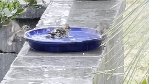 Playful Birds Splash Around in Rain Water