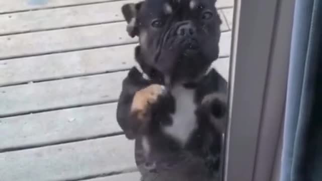 Dog dancing video😍😍