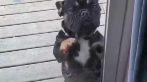 Dog dancing video😍😍