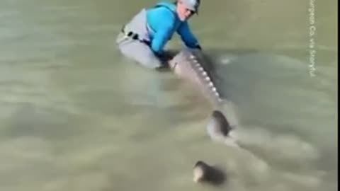 Surprisingly Ten and a half feet fish