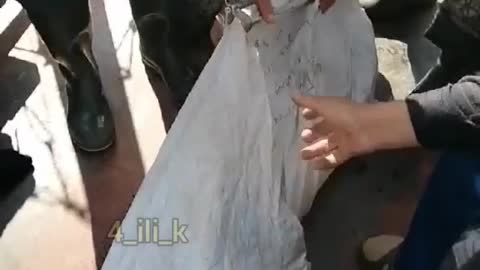 Siberian fish sturgeon