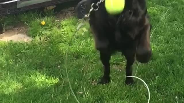 Black dog fails at catching tennis ball