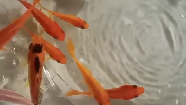 The goldfish