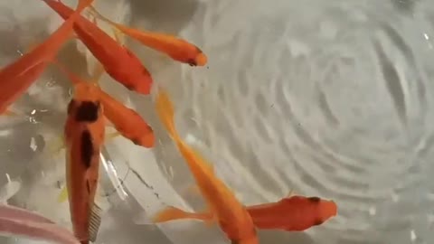 The goldfish