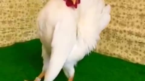 Short fanny video