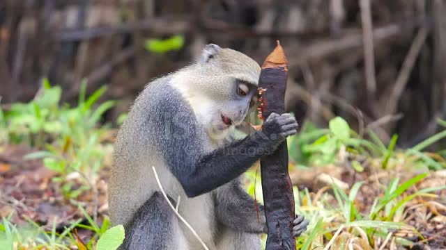 Diademed monkey eating brown seed