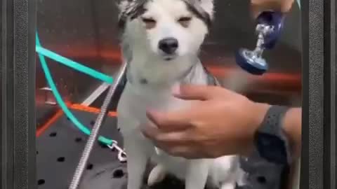 cut dog