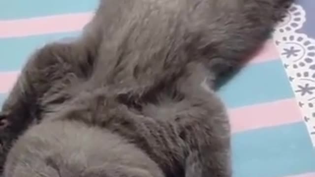 Good Night bro & sis, cute kitten, cute cat, funny animal video
