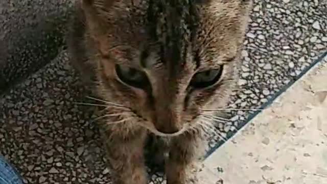 cat has two nice bright eyes,tiny paws, sharp claws and two perky ears