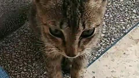 cat has two nice bright eyes,tiny paws, sharp claws and two perky ears