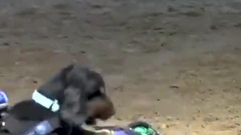 incredible! this police dog shows off CPR skills