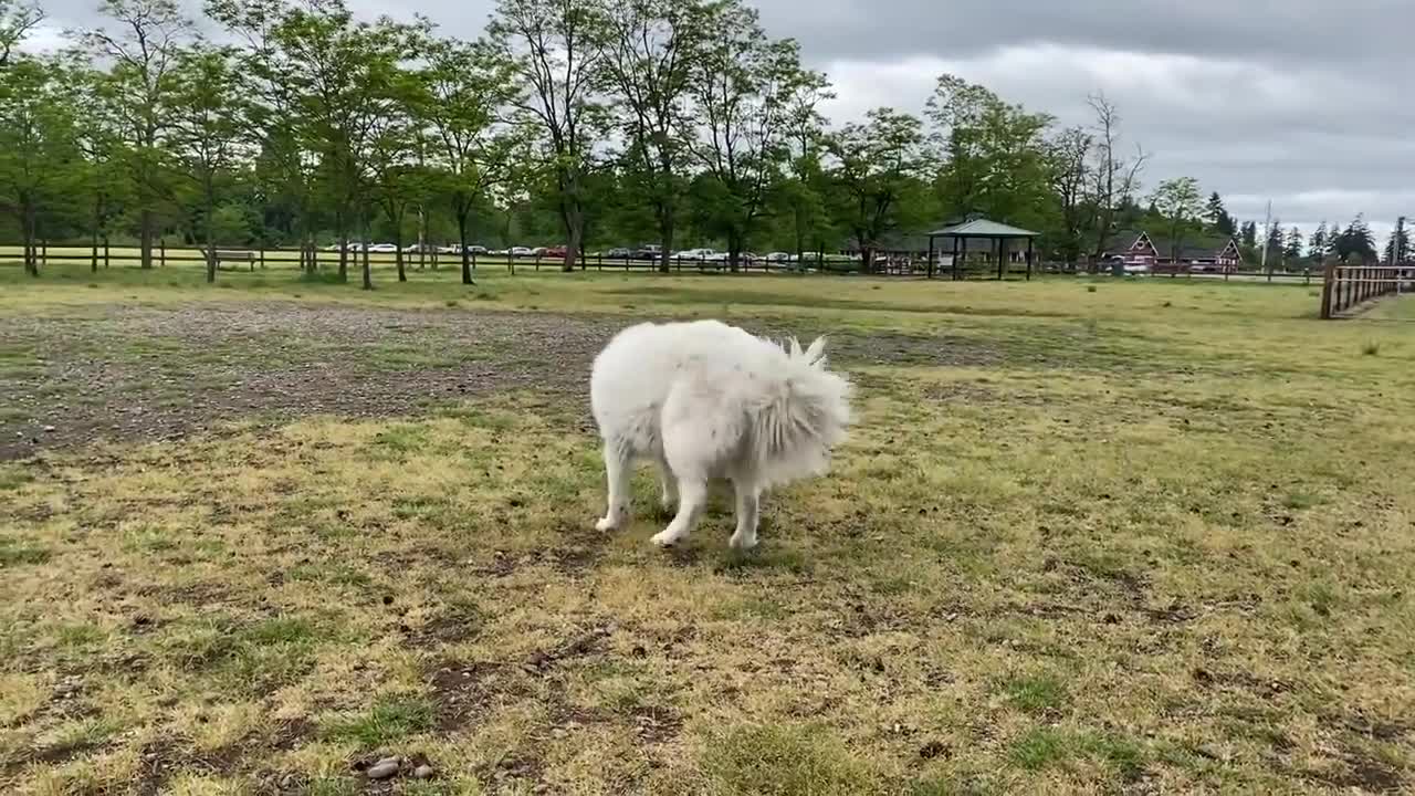 German Shepherd Attacks Pitbull [OFF LEASH DOG PARK] 2021