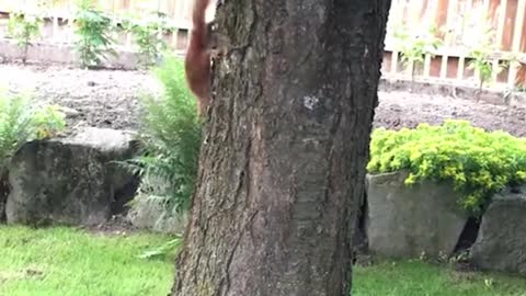 Best of the best funny animals