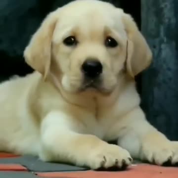 cute puppy
