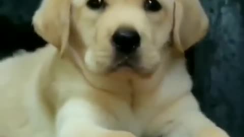 cute puppy