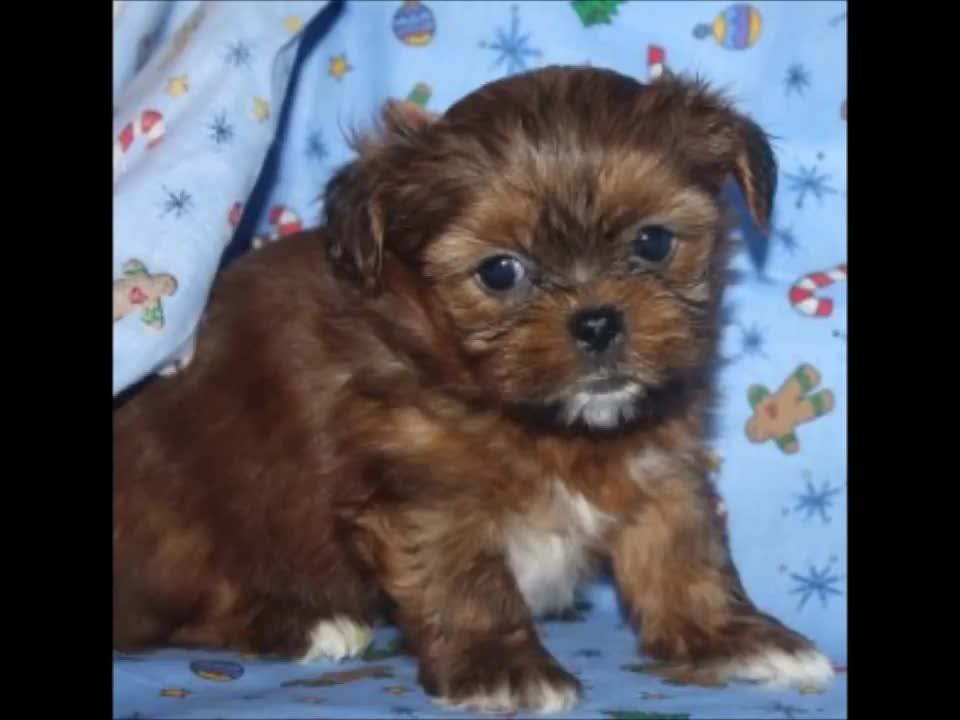 Watch a Shorkie PUPPY Grow