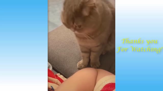 Cats can fly Funny Animal Videos Funny Animal Videos