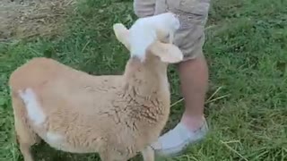 ARK OF GRACE: AND OUR NEWEST SANCTUARY RESIDENT IS.....