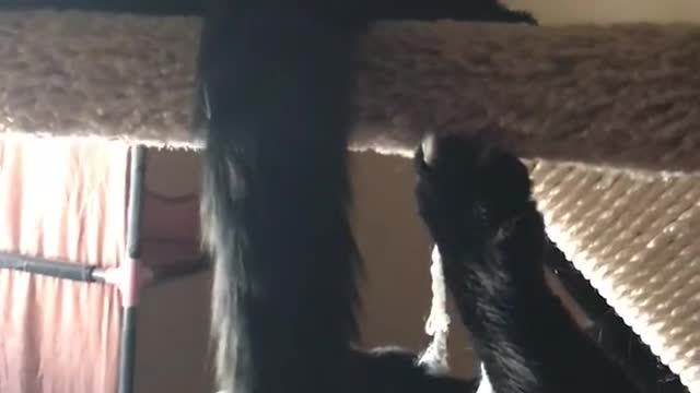 Black cats play fighting each other one falls down