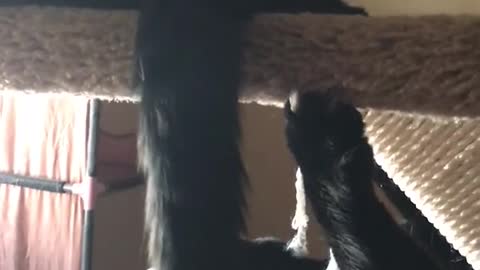 Black cats play fighting each other one falls down