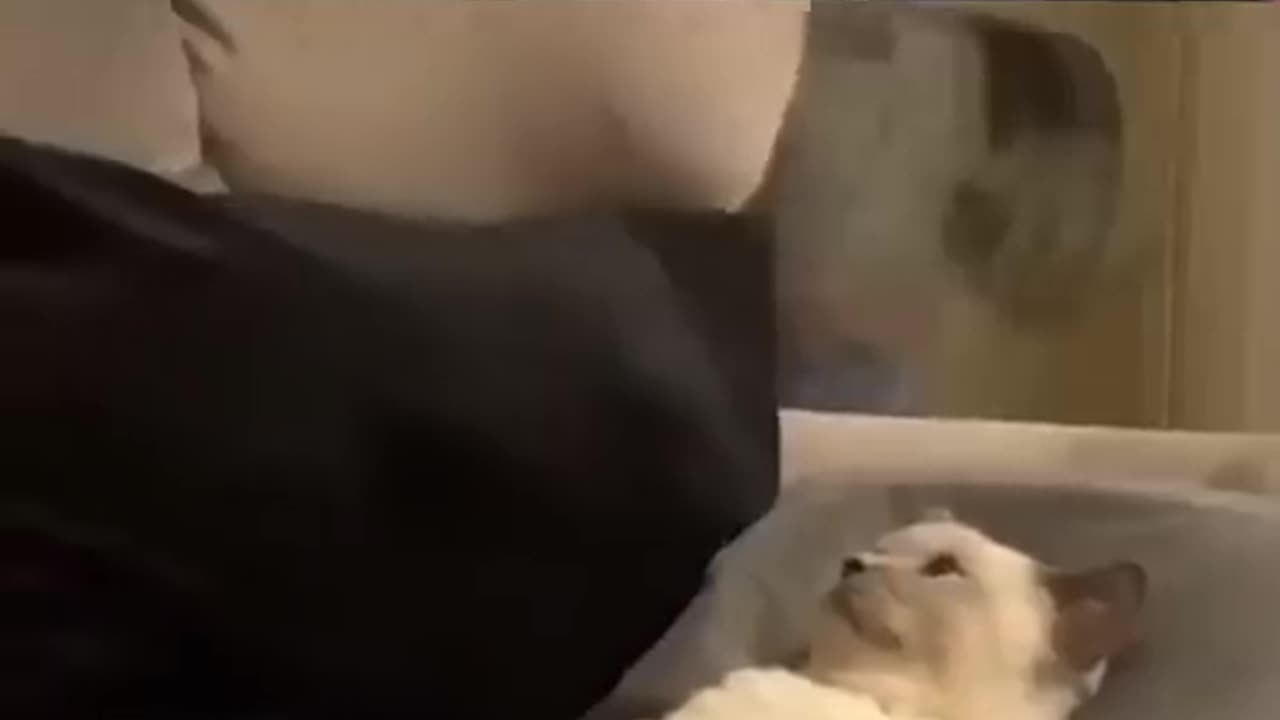 Funny Animal Videos 4