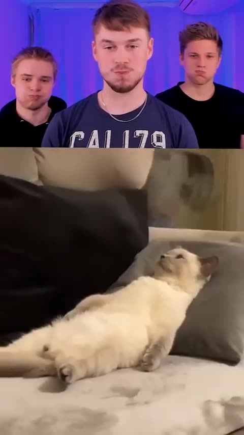 Funny Animal Videos 4