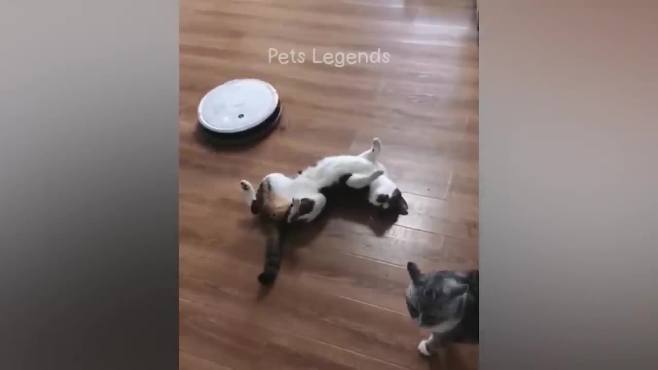 Funniest Animals 2023 🤣😂 New Funny Cats and Dogs Videos 😹🐶 Part 3