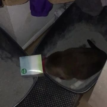 Funny cat uses sandbox with box on head