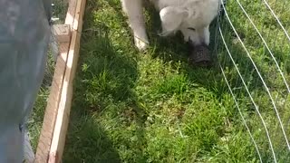 Thor the LGD takes on an Intruder