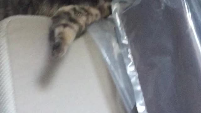 Sweet kitten gets stuck!