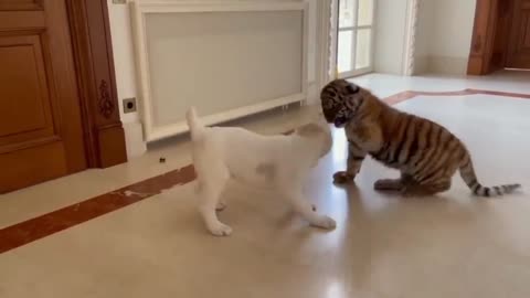 Dog vs baby tiger