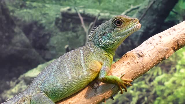 Chameleon above a tree