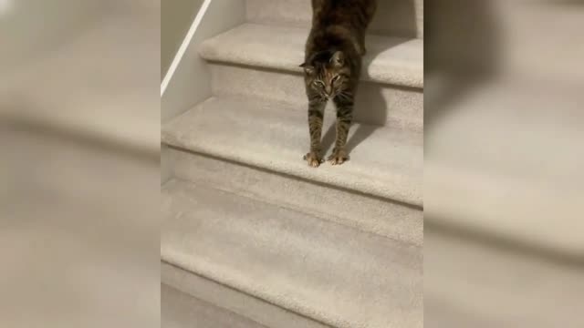 Funniest Cats 😹 - Don't try to hold back Laughter 😂 - Funny Cats Life