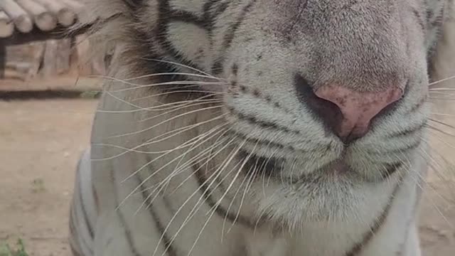 The mighty white tiger