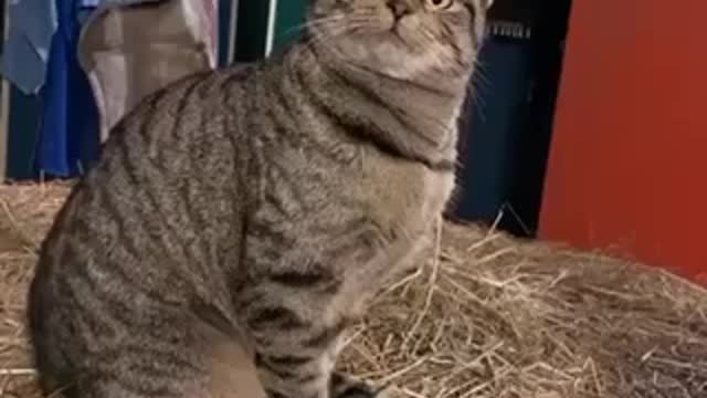 System hang up...awaiting restart 😺