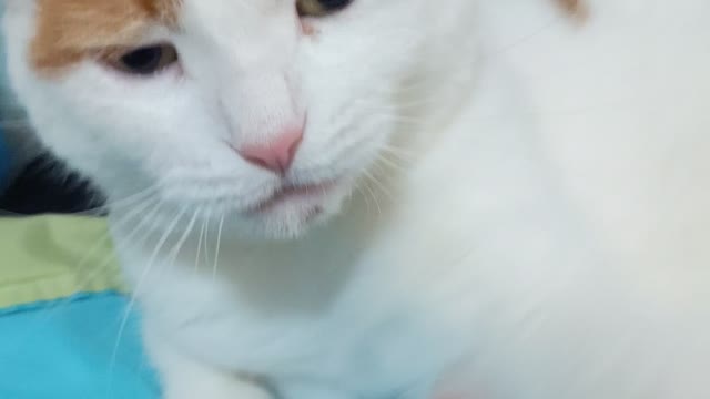 Human annoying cat