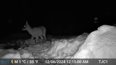 Deer Lying Down